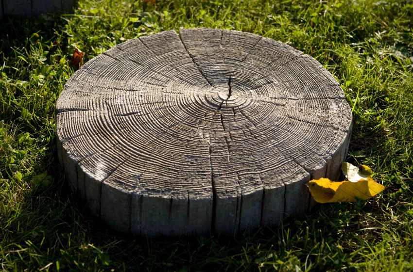 Driftwood Log